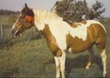 Sugarfoot